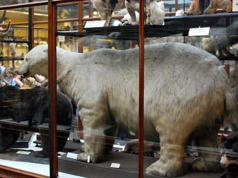 爱尔兰国家博物馆 - 自然史-都柏林必去景点