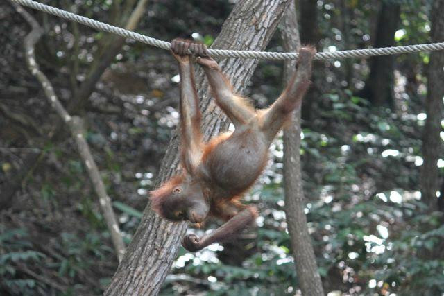 Rasa Ria Reserve By Shangri-la-斗亚兰必去景点