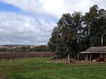 The Willows Vineyard景点图片