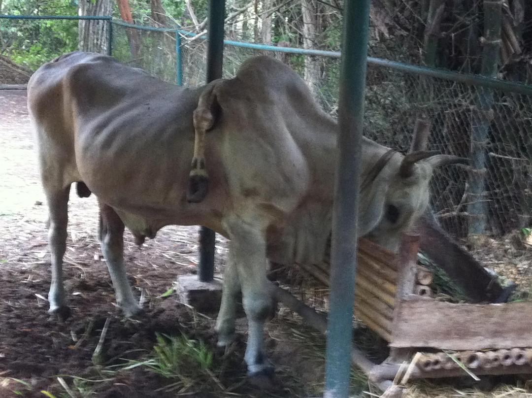 Trakarn zoo ubon-打干普奔必去景点