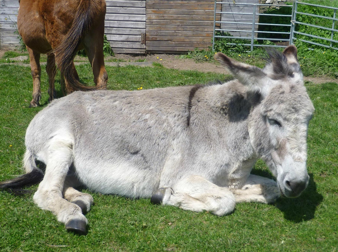 Freshfields Donkey Village-Peak Forest必去景点