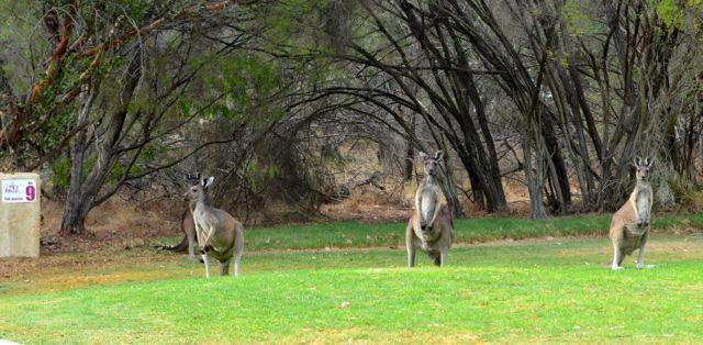 The Par 3 Golf & Mini Golf-巴瑟尔顿必去景点
