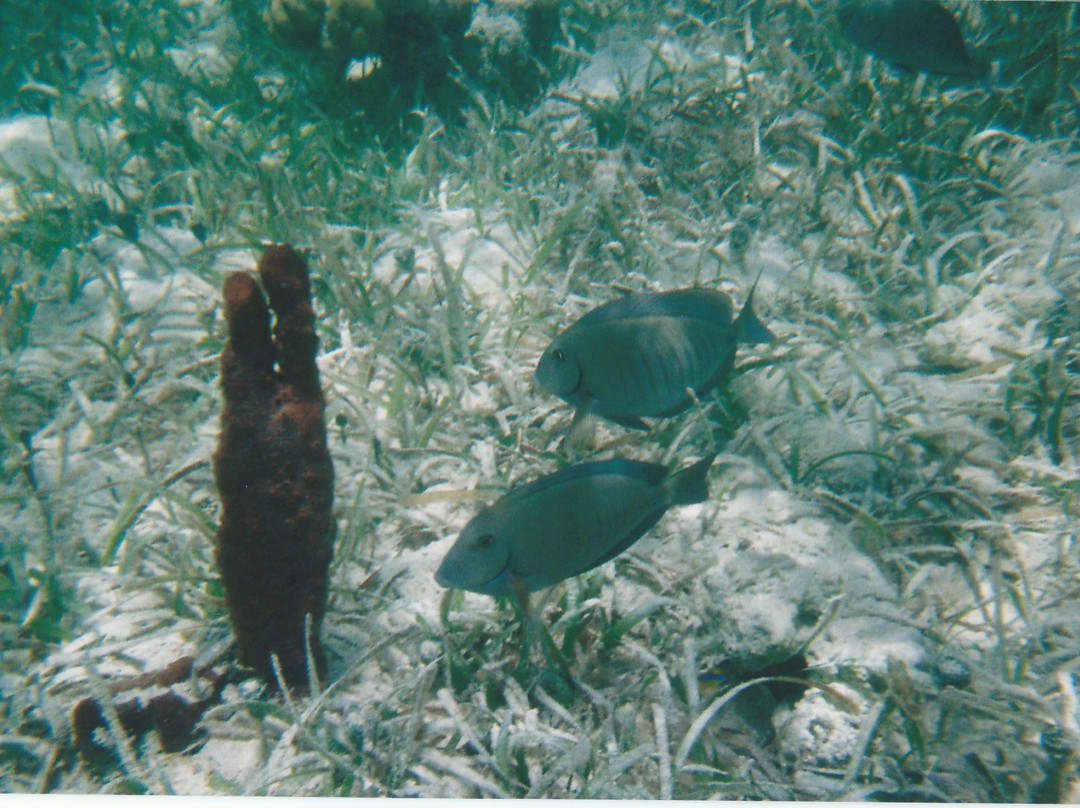 Cistern Cay Beach-伊柳塞拉必去景点