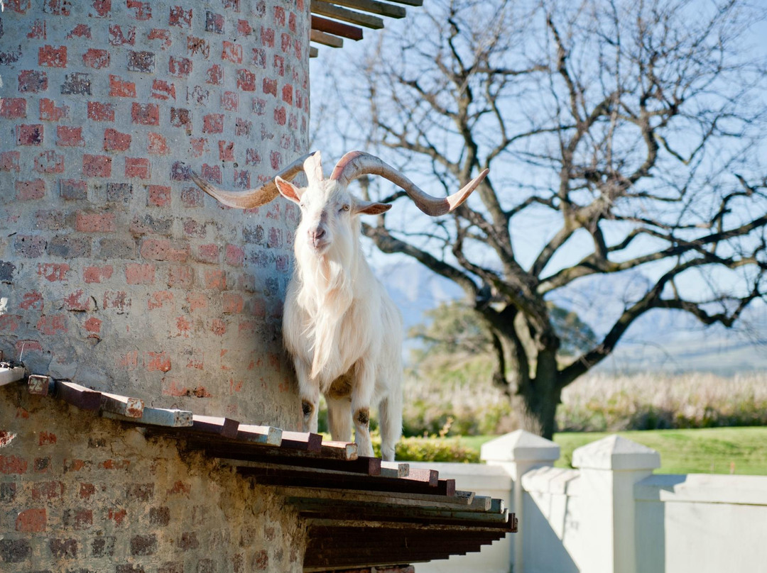 Fairview Wine and Cheese-Suider Paarl必去景点