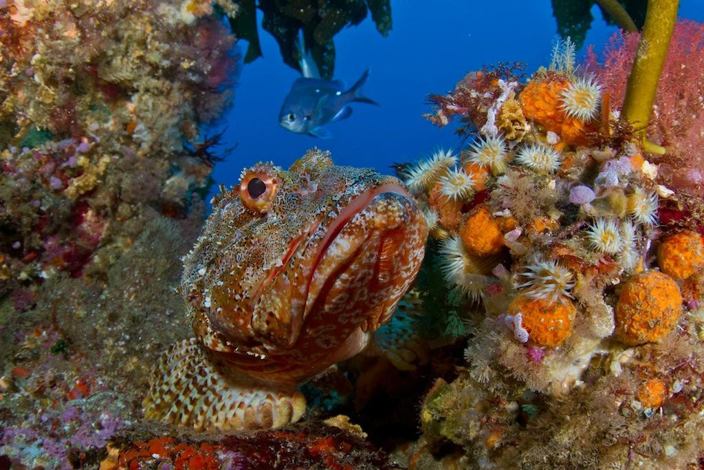 Yukon Dive-Tutukaka必去景点