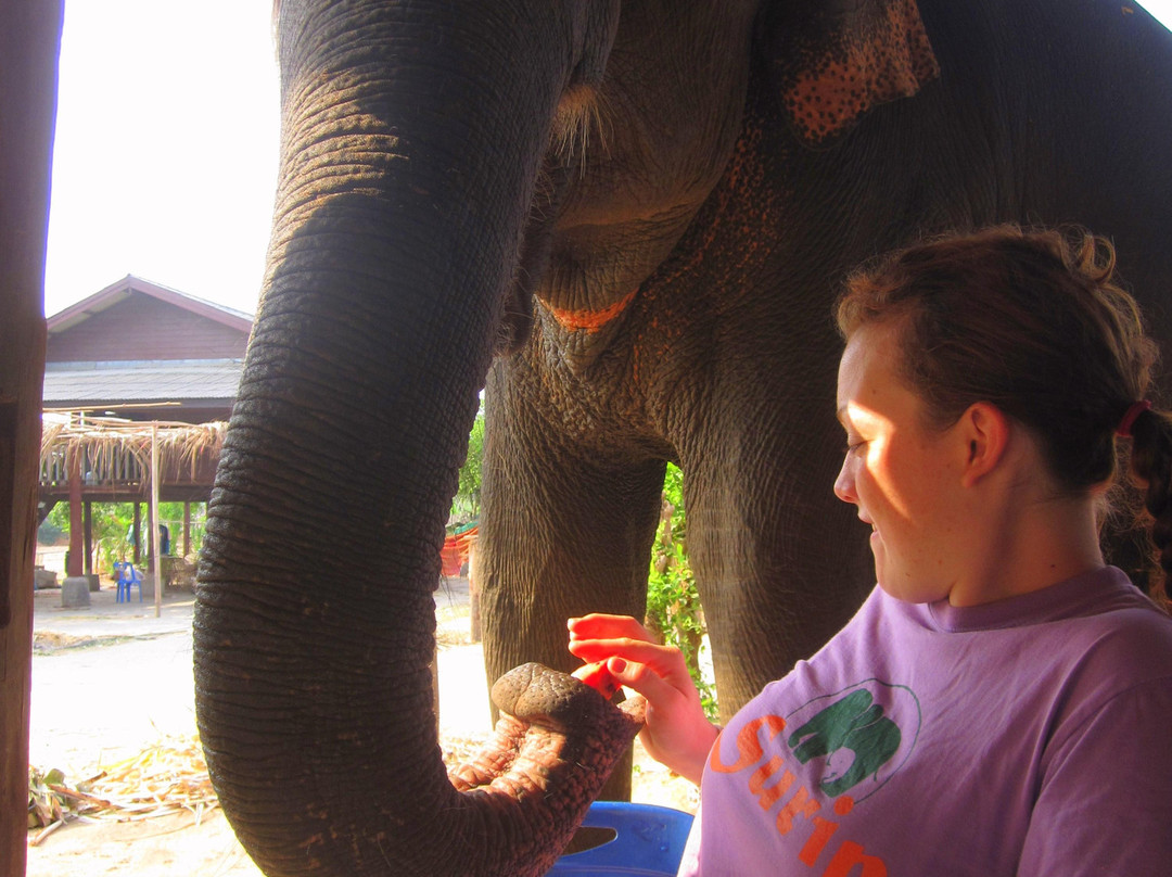 Save Elephant Foundation - Surin Project景点图片