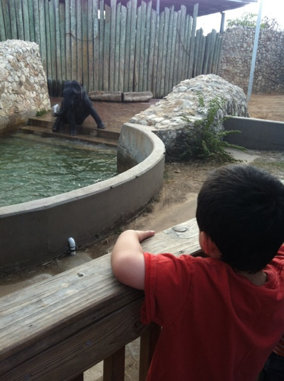 休士顿动物园-休斯顿必去景点