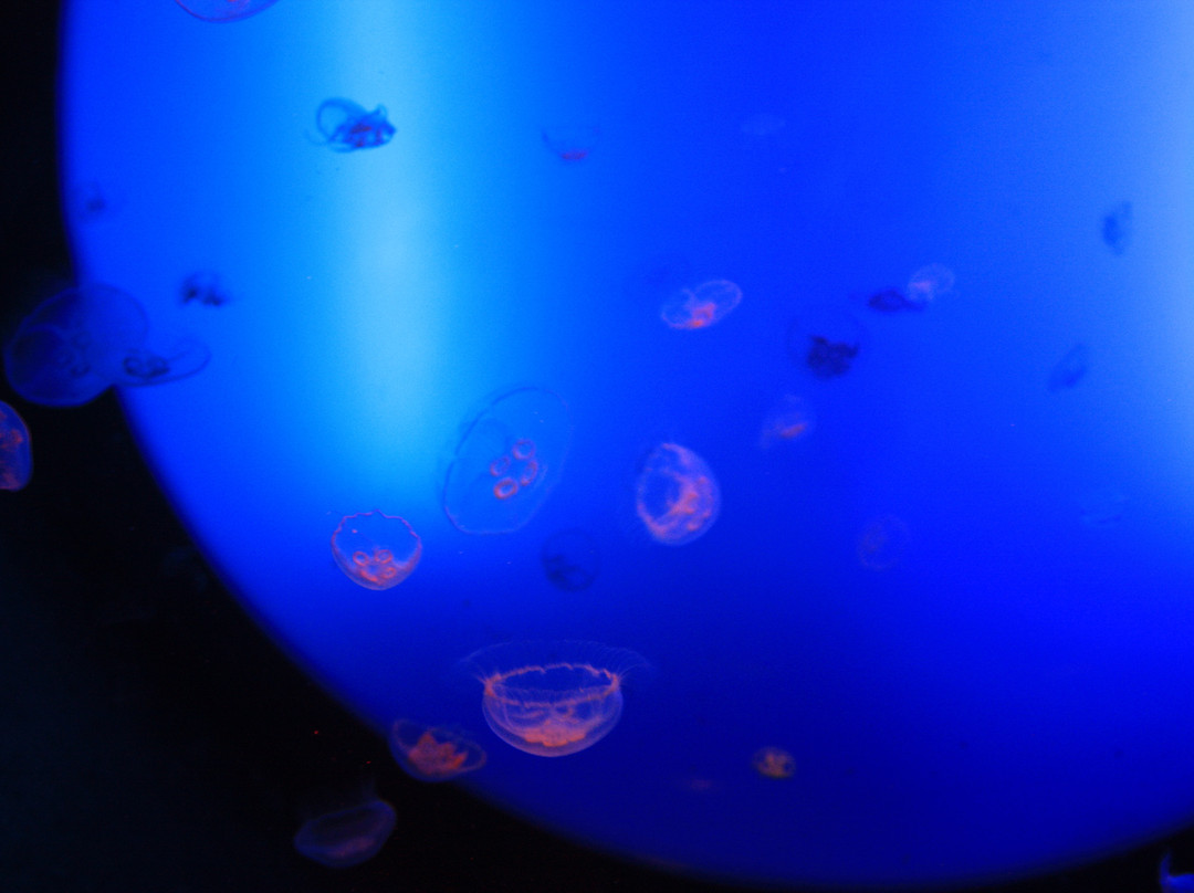 Grand Aquarium-圣马洛必去景点