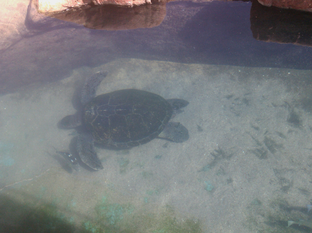 Underwater Observatory Marine Park-埃拉特必去景点