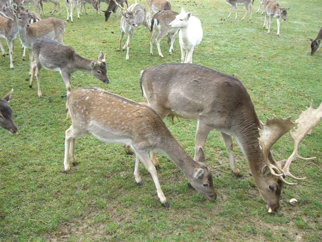 Hotel Fleischmann主图