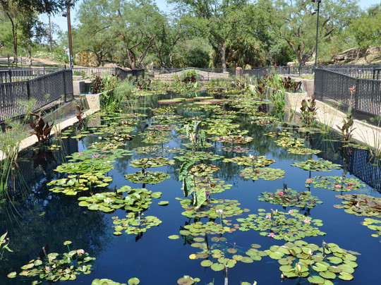 The International Waterlily Collection-圣安吉洛必去景点