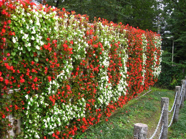 Hanamaki Onsen Rose Garden-花卷市必去景点