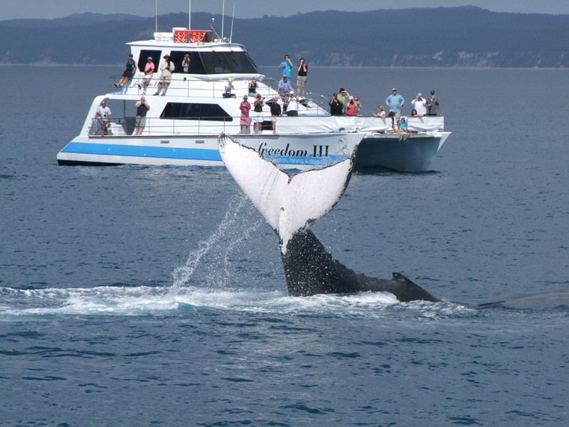 Freedom Whale Watch景点图片