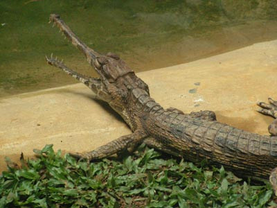 杨氏鳄鱼场-古晋必去景点