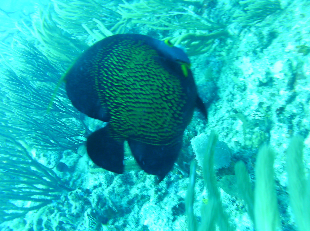 Ocean Explorers Dive Center-辛普森湾必去景点