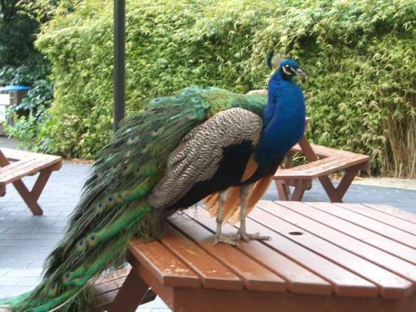 汉密尔顿动物园-汉密尔顿必去景点