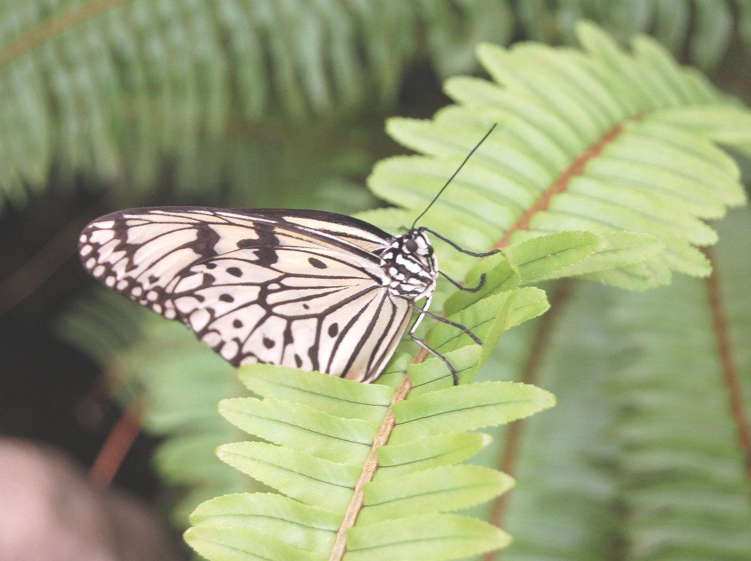 Tucson Botanical Gardens-图森必去景点