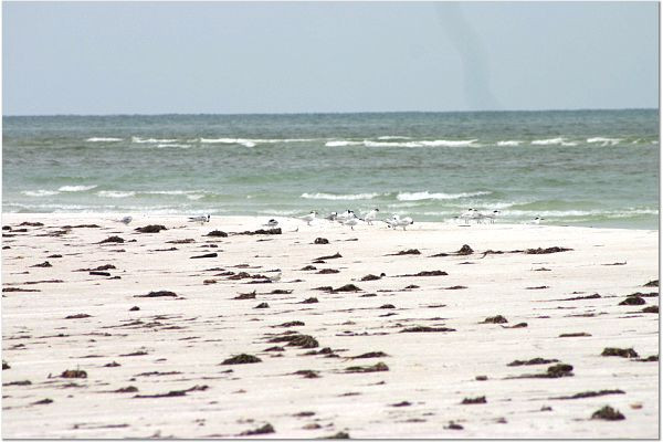 Caladesi Island State Park-达尼丁必去景点