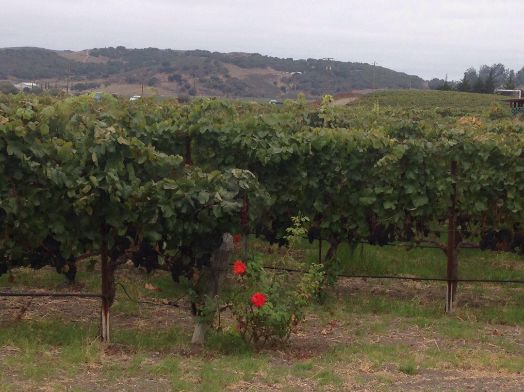 Clos Pepe Clos Pepe Vineyardsand Estate Wines-隆波克必去景点