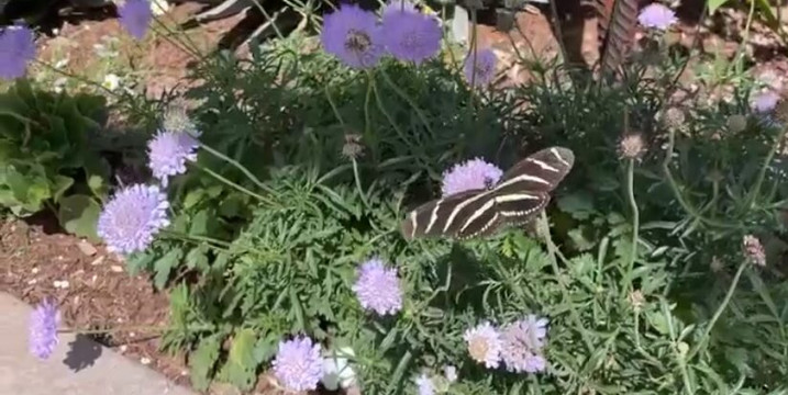 Tours With Mike-芝加哥必去景点