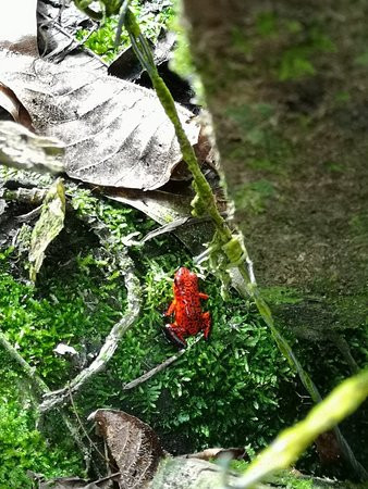 Redfrogteam Biological Station景点图片