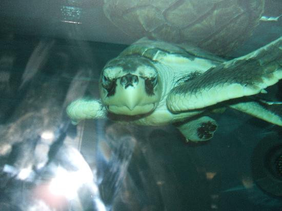 Texas State Aquarium-科珀斯克里斯蒂市必去景点