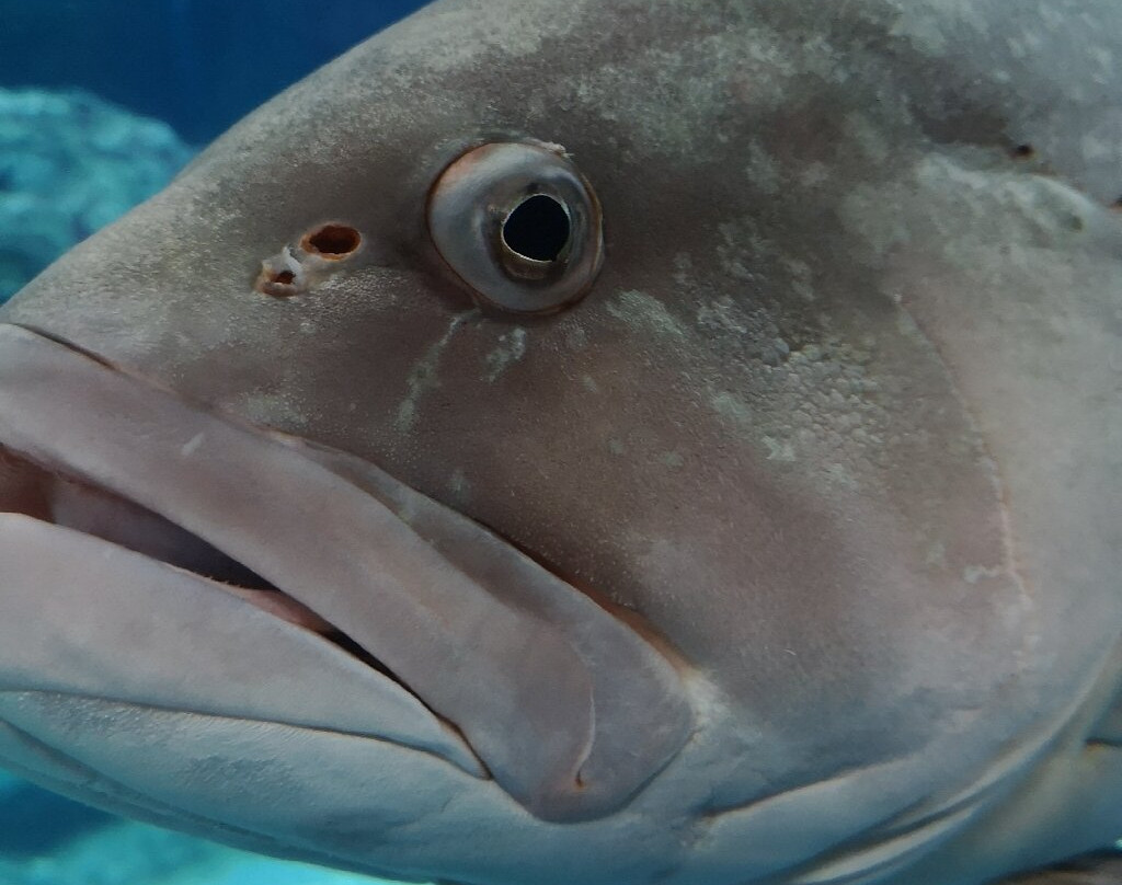Aquarium Costa De Almería-滨海罗克塔斯必去景点