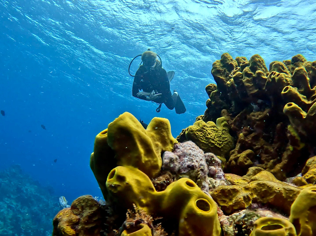 Sea Saba Dive Center景点图片