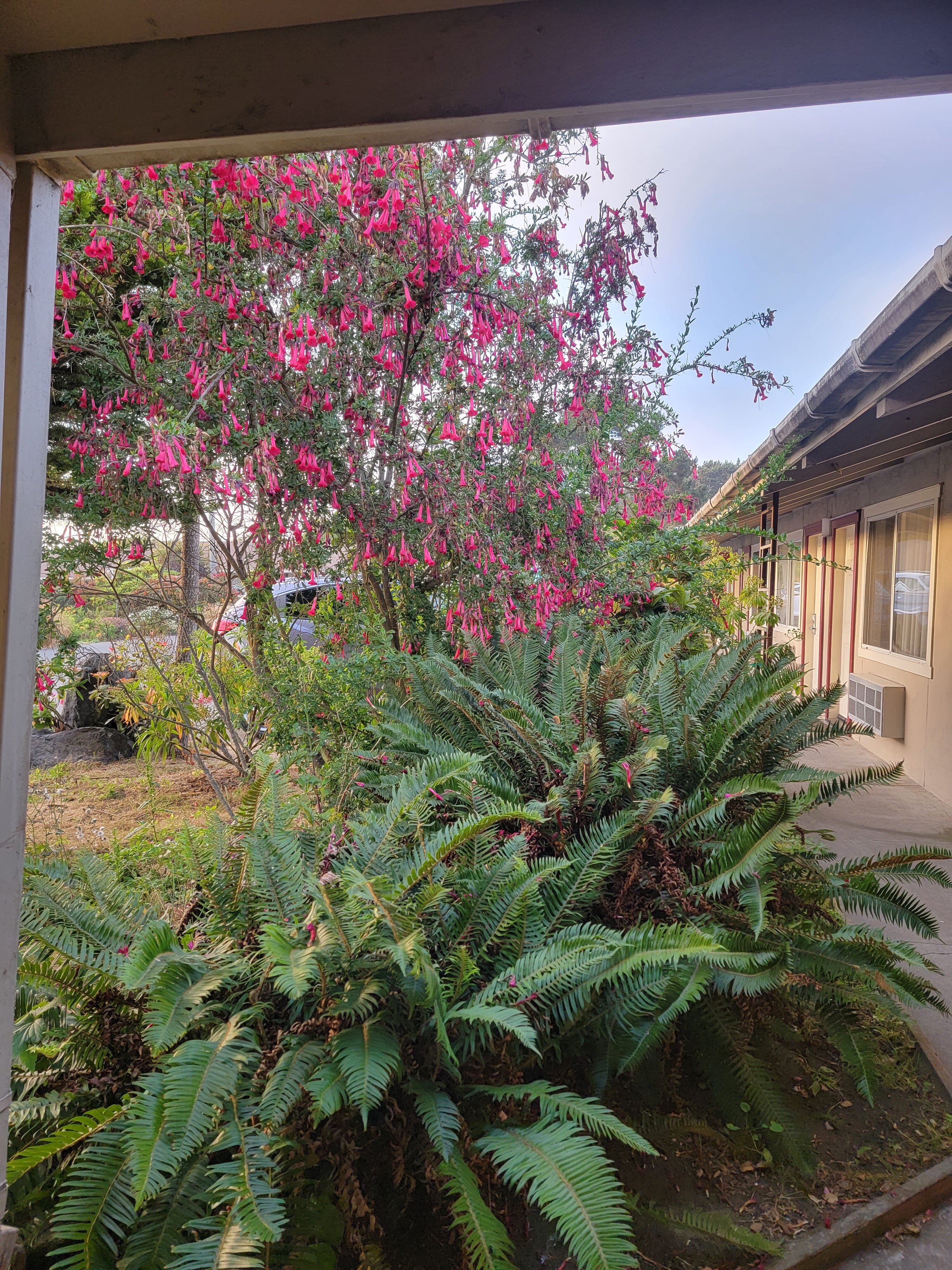Surf Motel and Gardens-客卧