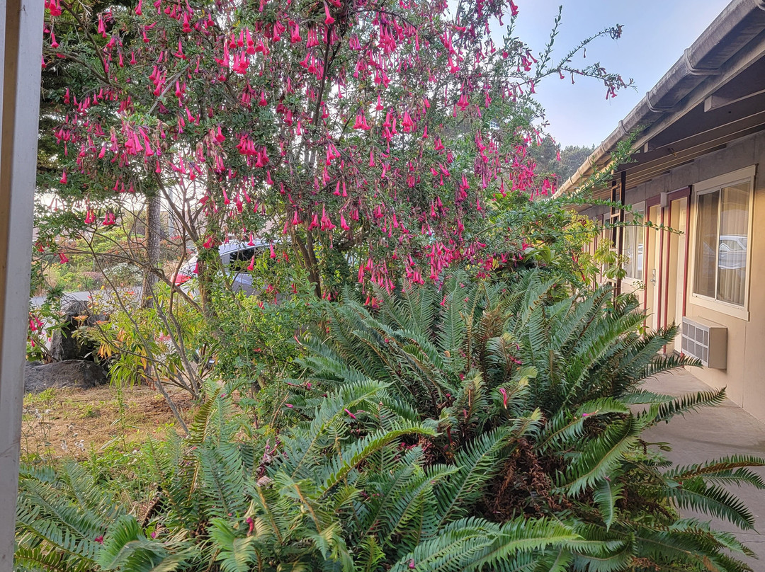 Surf Motel and Gardens主图