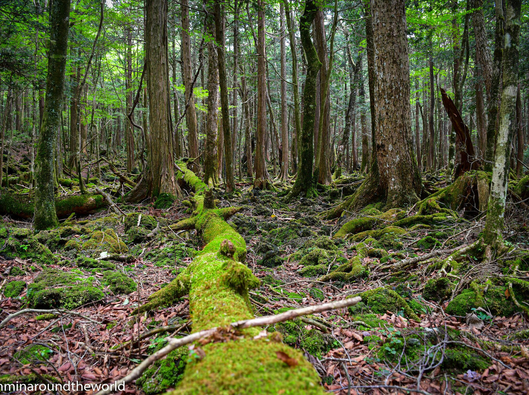 Aokigahara Forest景点图片