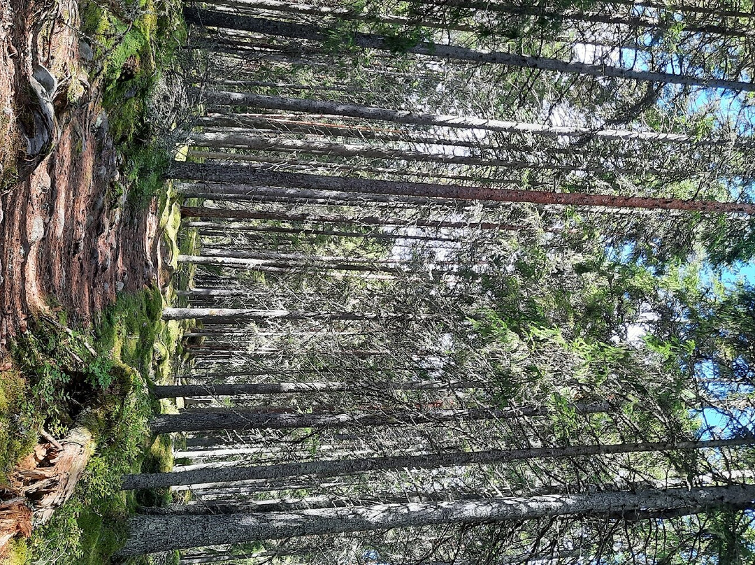 Liesjärven Kansallispuisto-Liesjarvi必去景点