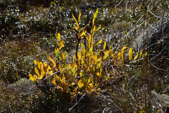 Tofalarskiy Reserve-Bolshaya Rechka必去景点