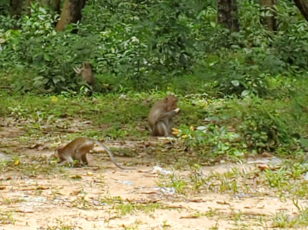 Basak Temple Ruins-Svay Rieng必去景点