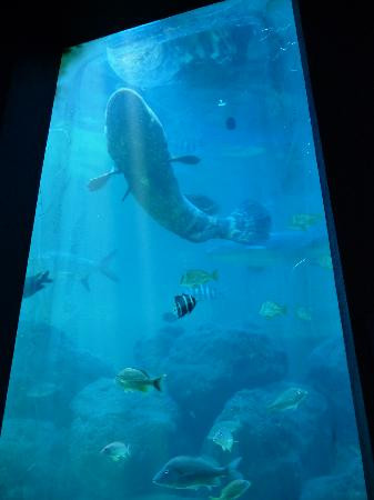 Tarpon Springs Aquarium and Animal Sanctuary-塔彭斯普林斯必去景点
