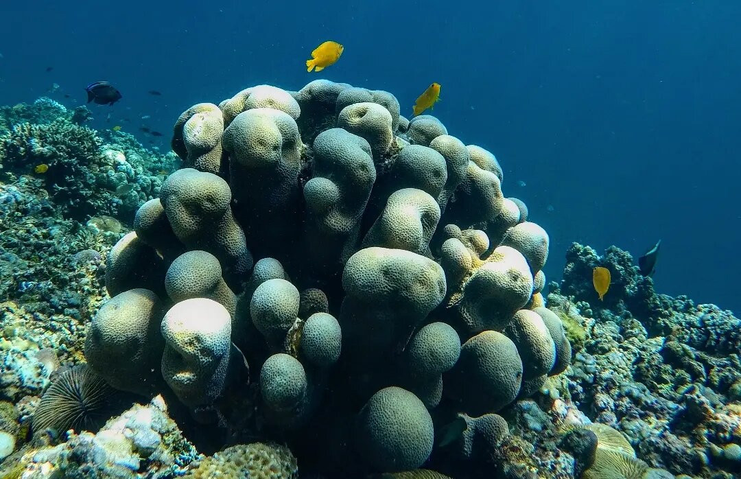 Tesoeshop Snorkeling Amed Bali-Bunutan必去景点