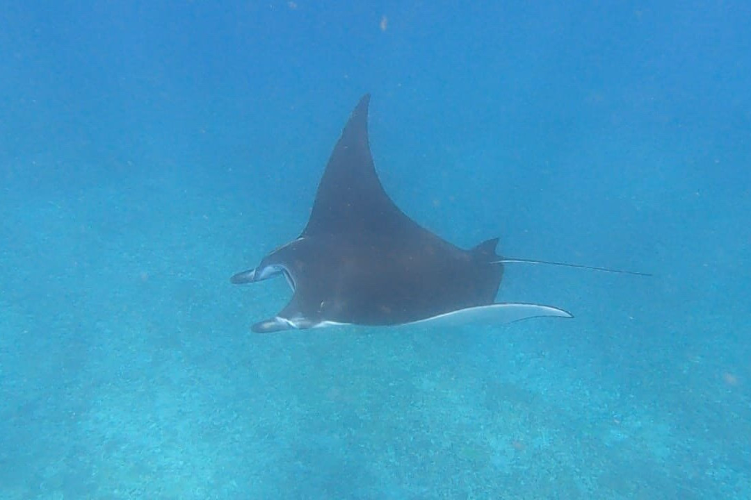Ceningan Snorkeling Trip-努沙切宁安岛必去景点