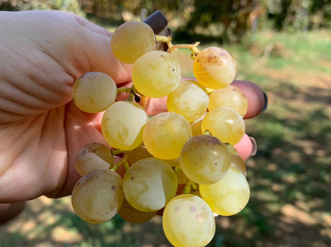 Vignoble Joura-Mazraat Kfar Dibiane必去景点