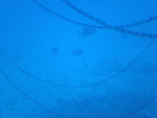 Atlantis Submarines Maui-拉海纳必去景点