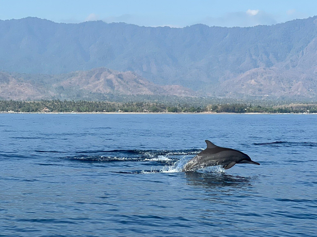 Lovina Dolphin Holiday景点图片