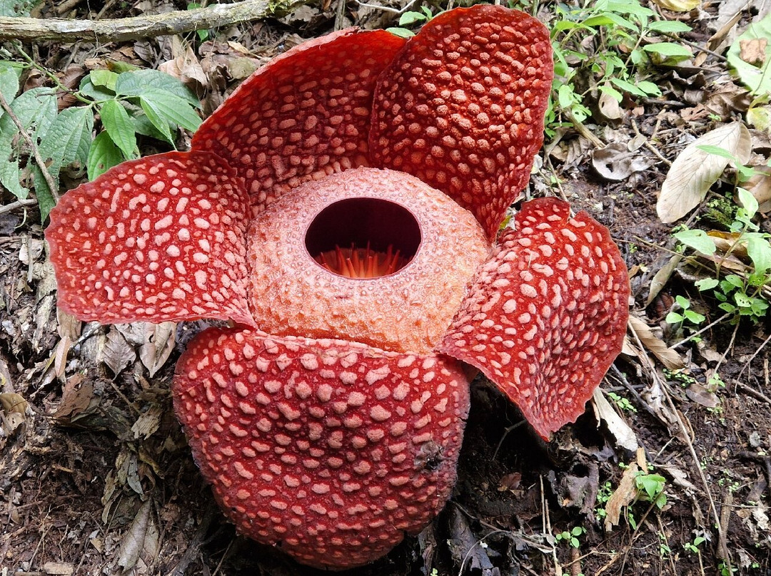 Roni’s Tours -sumatra Tour Guide-武吉丁宜必去景点