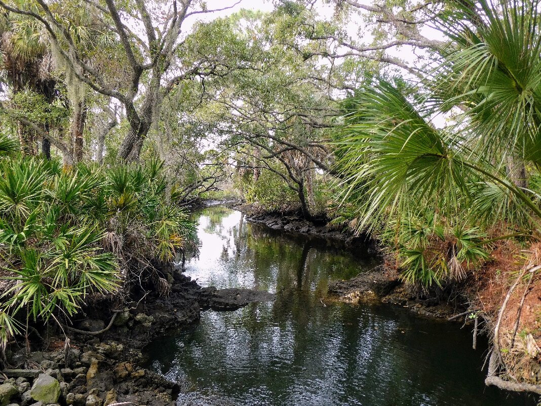Werner-Boyce Salt Springs State Park景点图片
