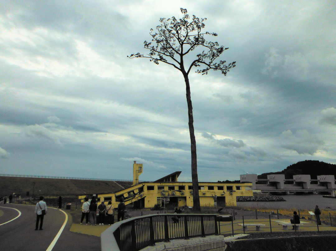 Miracle Lone Pine Tree-陆前高田市必去景点
