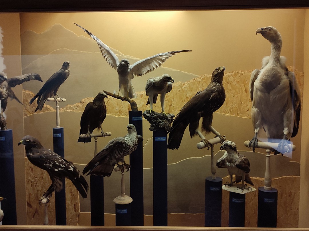 Museum d'histoire naturelle景点图片