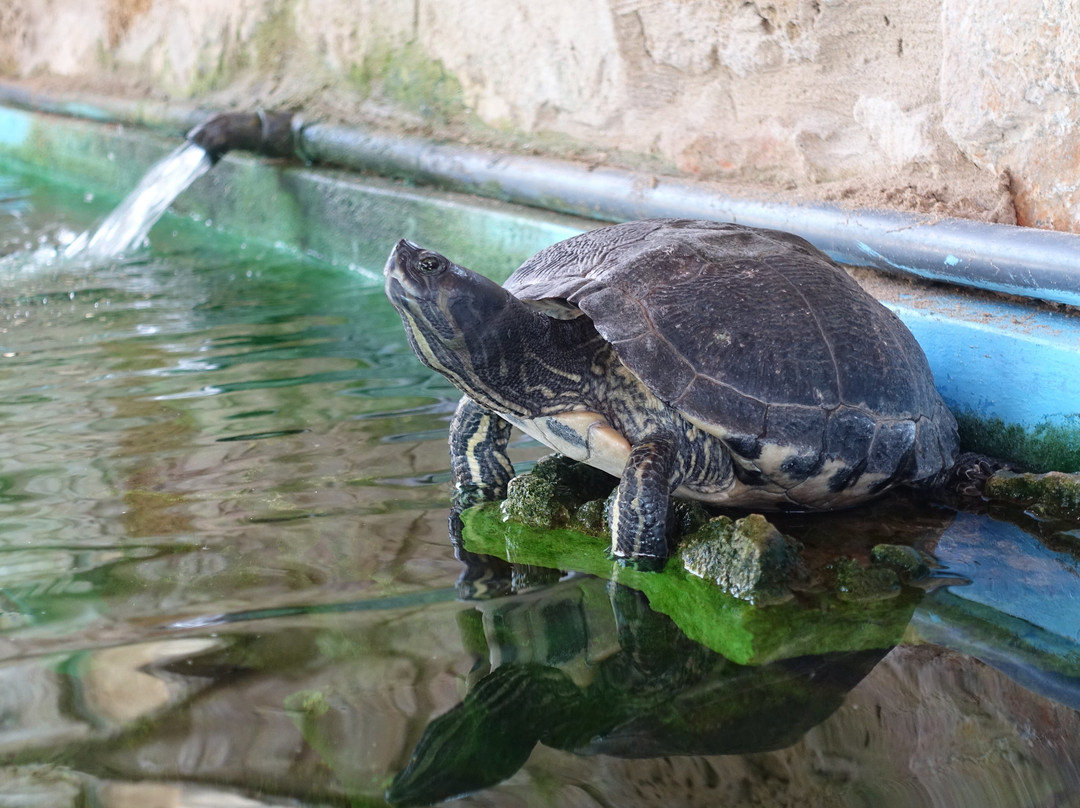 Zakynthos Turtle Rescue Center景点图片