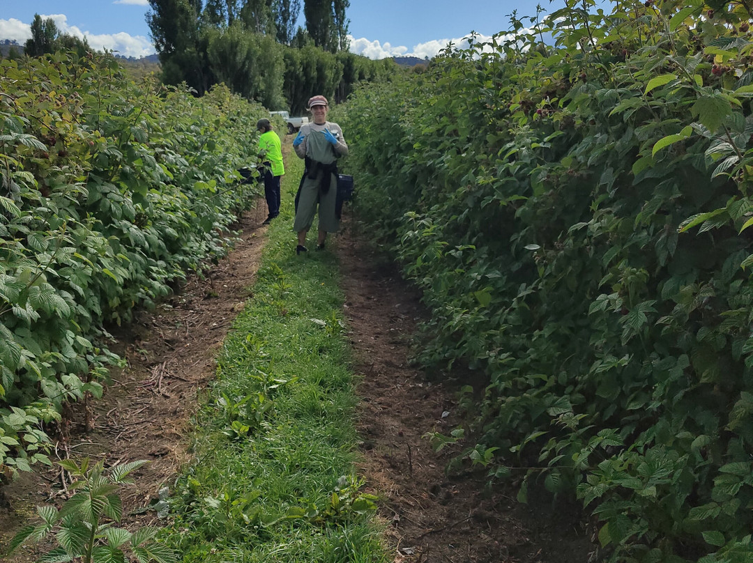 The Westerway Raspberry Farm-Westerway必去景点