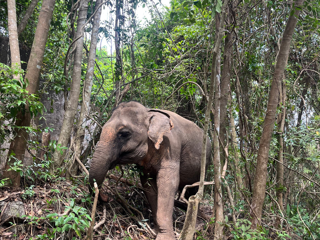 Phuket Elephant Nature Reserve景点图片
