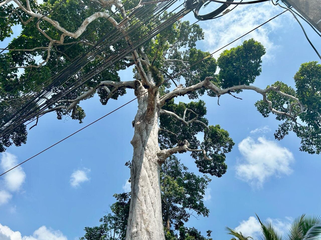 Yang Na Yai Tree景点图片