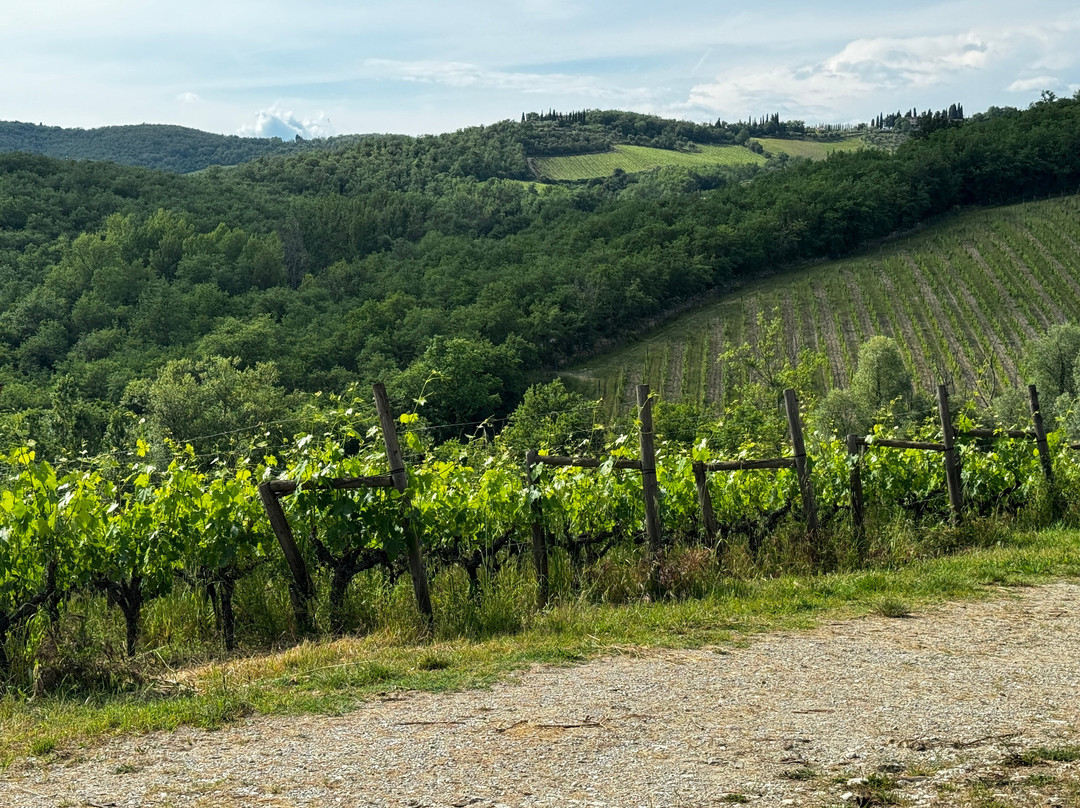 Le Miccine Vineyards And Winery景点图片