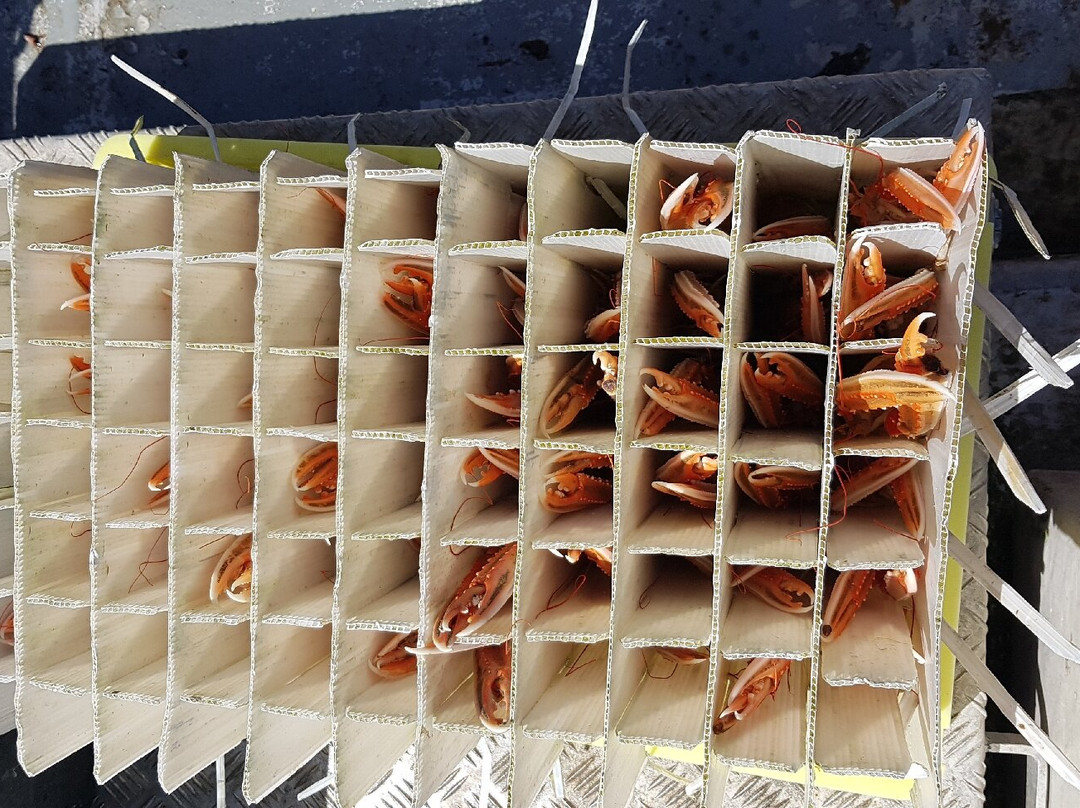 Shellfish Safaris-Badachro必去景点